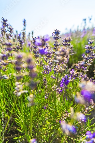 Flower, lilac, background.