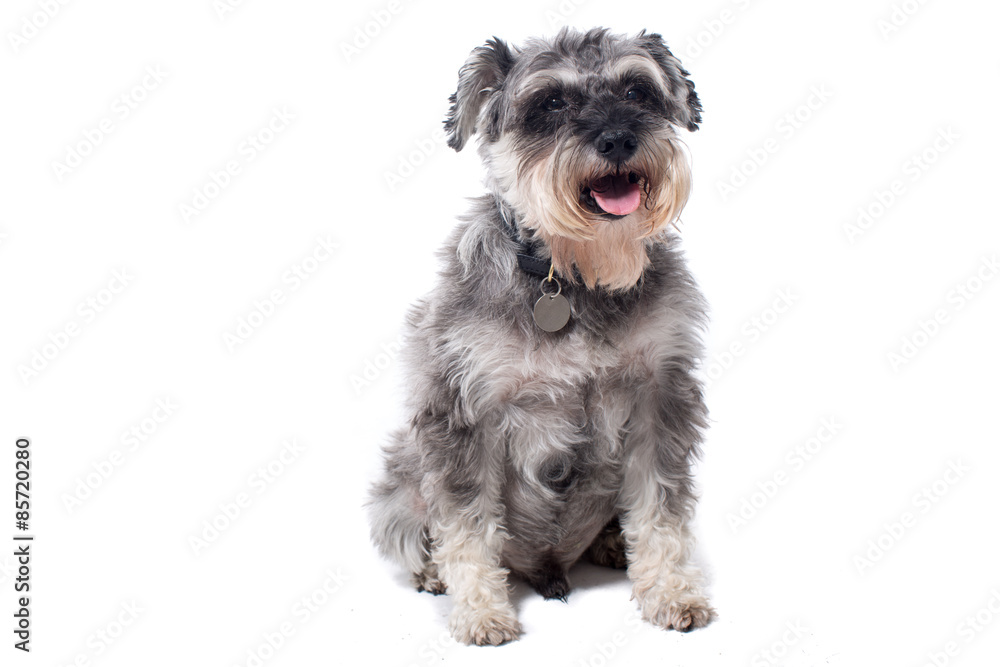 Portrait of Grey Miniature Schnauzer Terrier Dog