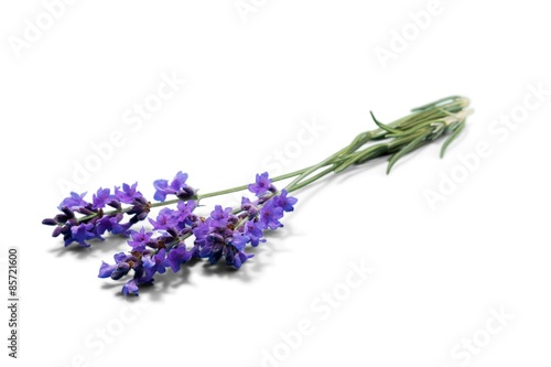 Fototapeta Naklejka Na Ścianę i Meble -  Lavender, Flower, Lavender Coloured.