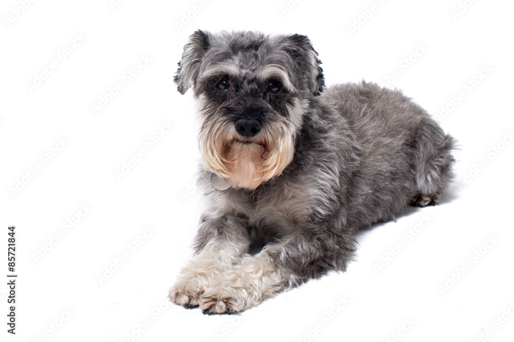 Miniature Schnauzer Terrier Lying Down