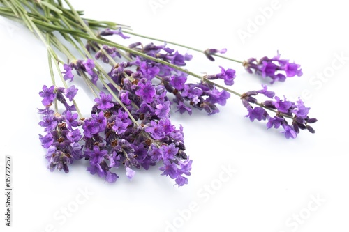 Lavender  Lavender Coloured  Isolated.