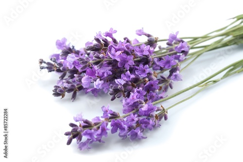 Lavender, Provence-Alpes-Cote d'Azur, Single Flower.