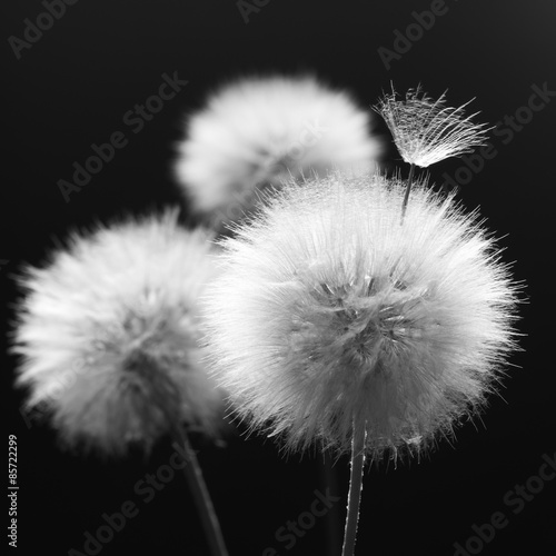 Fototapeta Naklejka Na Ścianę i Meble -  Dandelions close-up on dark