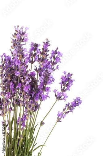 Fototapeta Naklejka Na Ścianę i Meble -  Lavender, Lavender Coloured, Flower.