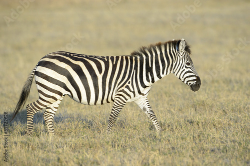 Zebra  Equus quagga  walking on savanna at sunrise  Serengeti National Park  Tanzania