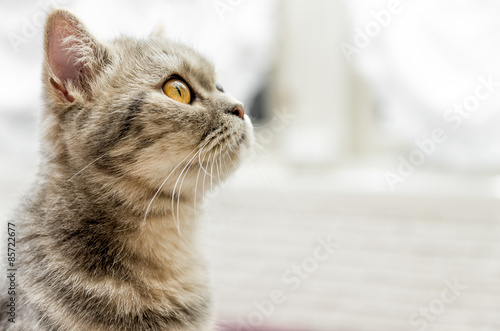 見つめる茶トラ 白背景