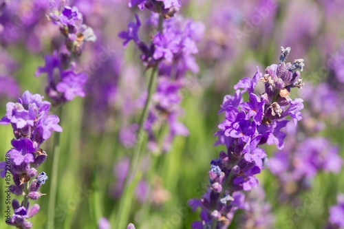 Lavender, Flower, Plant.