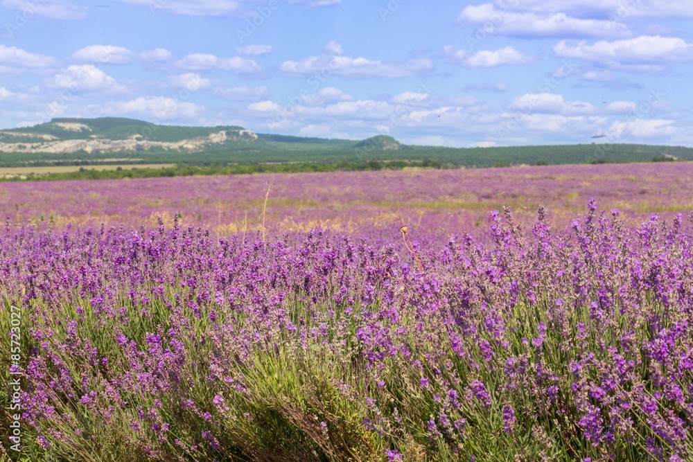 Lavender, France, Provence-Alpes-Cote d'Azur.