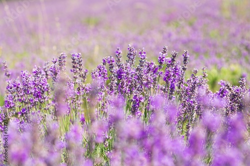 Lavender  Field  Provence-Alpes-Cote d Azur.