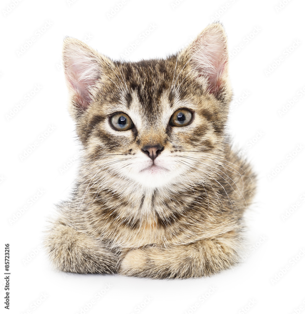 Kitten on a white background