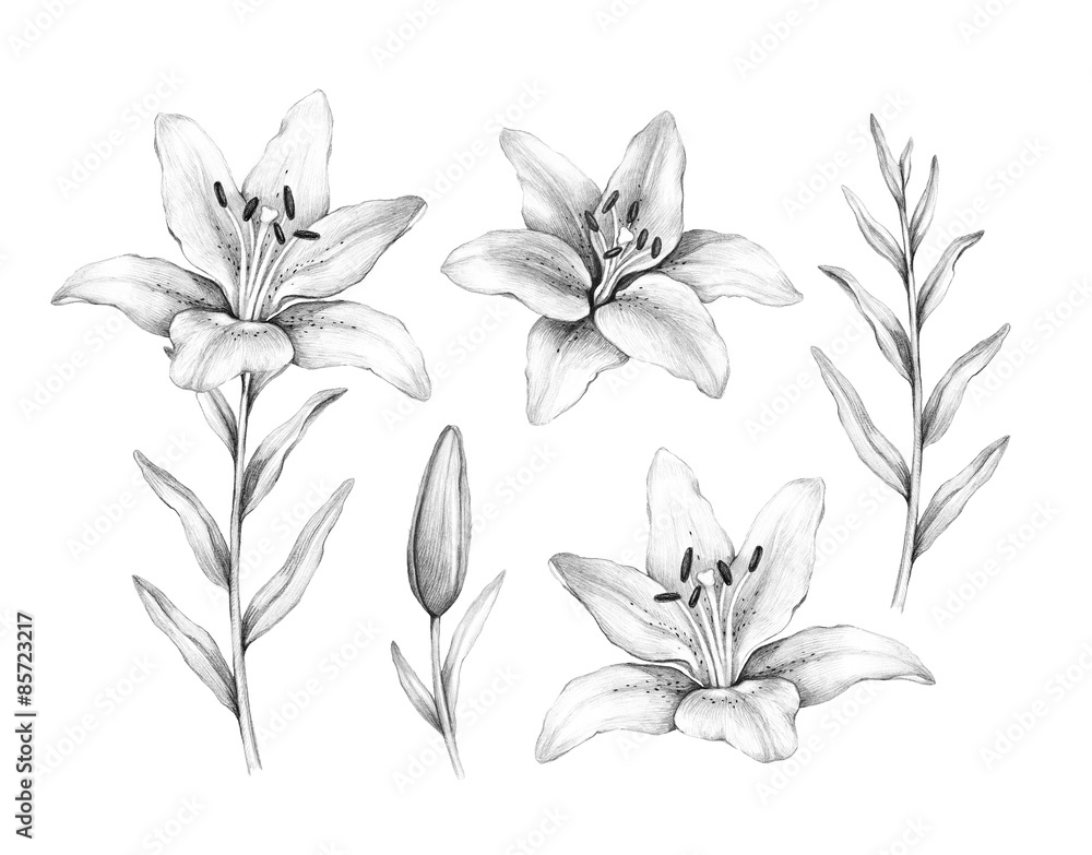 How to draw a Flower Step by Step | Hihi Pencil #Pencilsketch | I'll show  you how to draw a Flower Step by Step, easy drawing tutorial for beginners.  #PencilDrawing #Drawing #Pencilsketch |