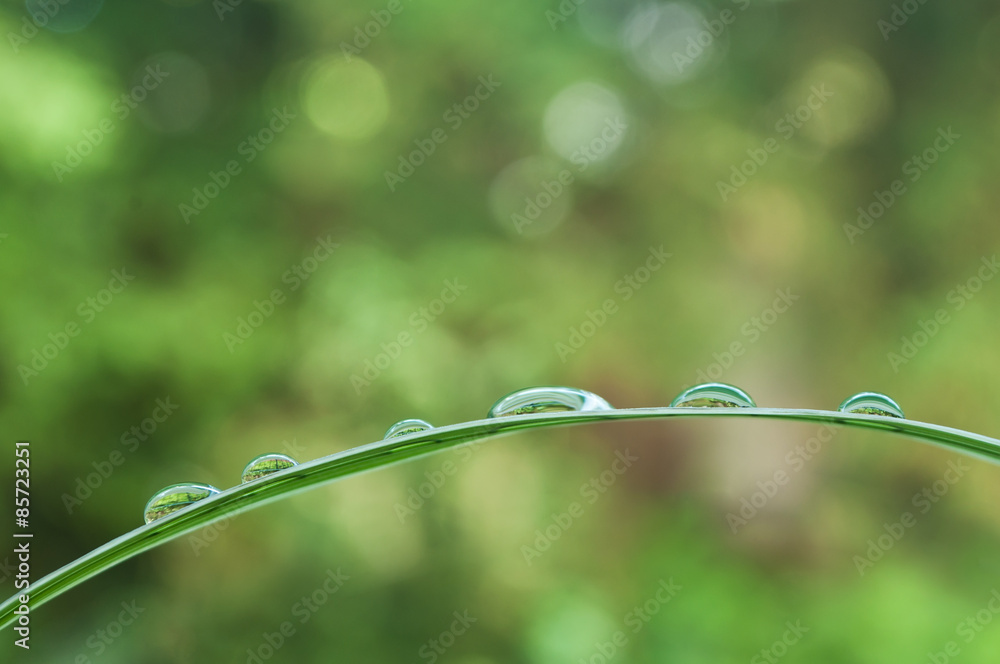 Fototapeta premium gouttes de pluie sur feuilles de bambou