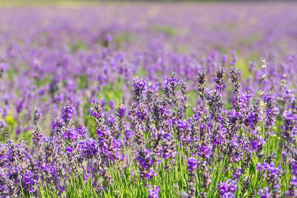 Lavender, Field, Herb.