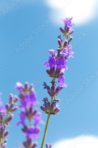 Lavender  Flower  Plant.