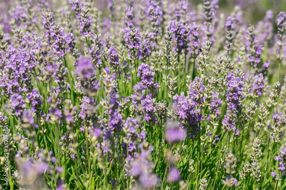 Naklejka premium Lavender, Field, Herb.