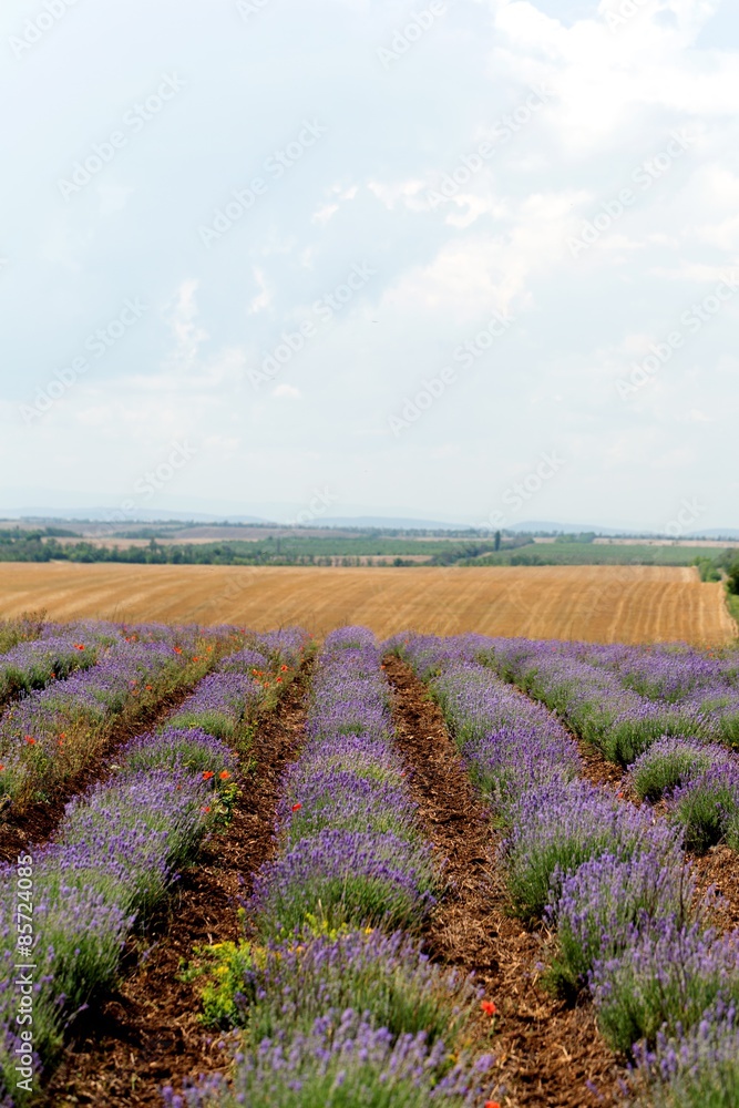 Lavender, Flower, Field. Lavender, Flower, Field.
