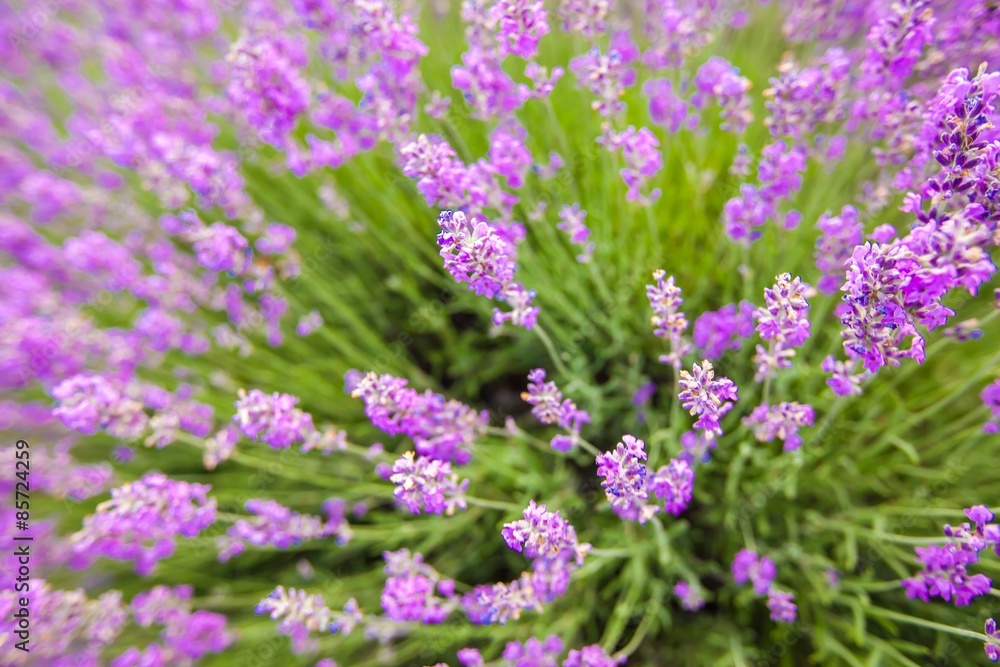 Lavender, Flower, Lavender Coloured.