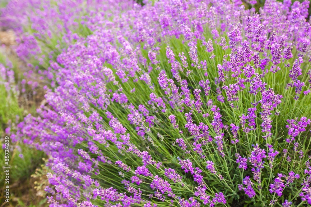 Fototapeta premium Lavender, Flower, Lavender Coloured.