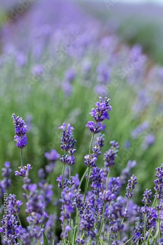 Fototapeta Naklejka Na Ścianę i Meble -  Lavender, Flower, Field.