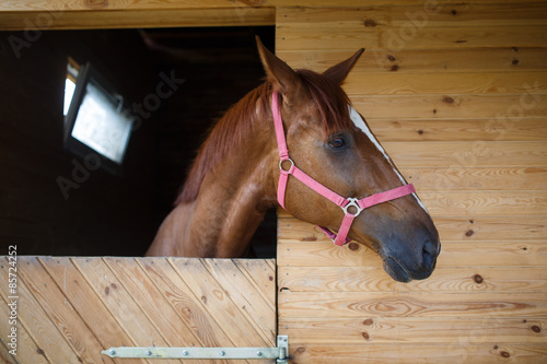Fototapeta Naklejka Na Ścianę i Meble -  Horse in the stable