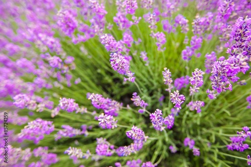 Lavender  Flower  Lavender Coloured.