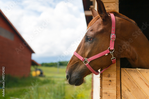 Fototapeta Naklejka Na Ścianę i Meble -  Horse in the stable