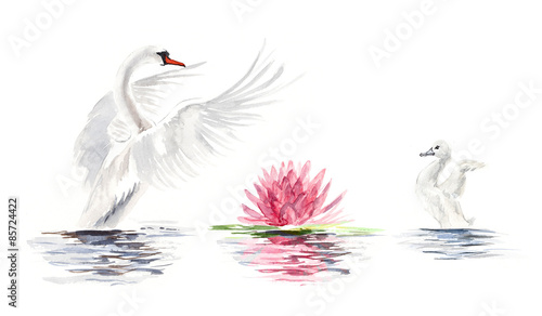 Swan floats. Swan with baby birds. Watercolor hand drawn illustration.
