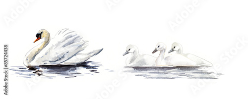 Swan floats. Swan with baby birds. Watercolor hand drawn illustration.