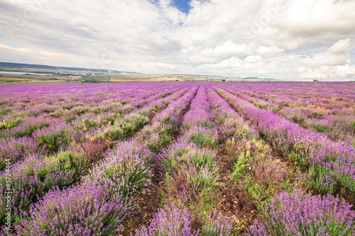 Lavender, Provence-Alpes-Cote d'Azur, Field.