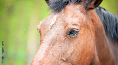horse's head , eyes , brown color