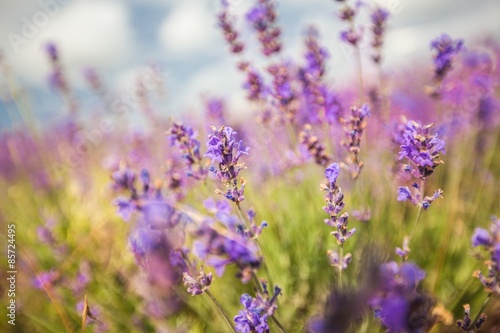 Lavender  Field  Herb.