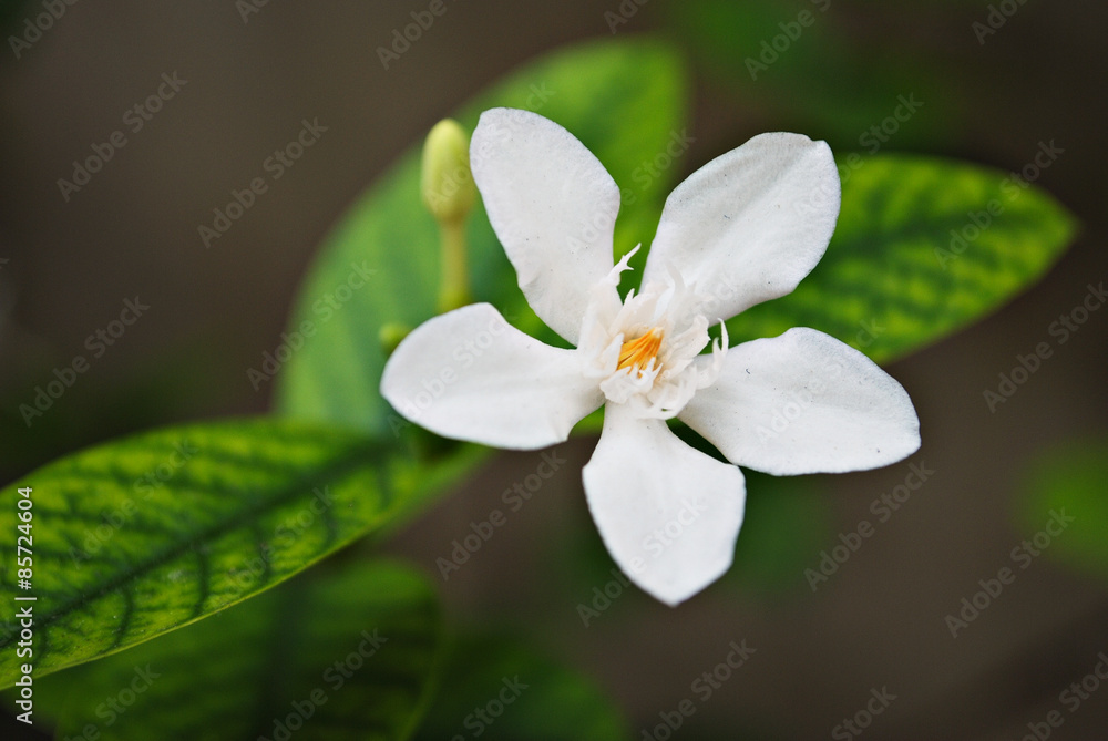 Tropical White Flower with Yellow Center Tropical White Flower with Yellow Center