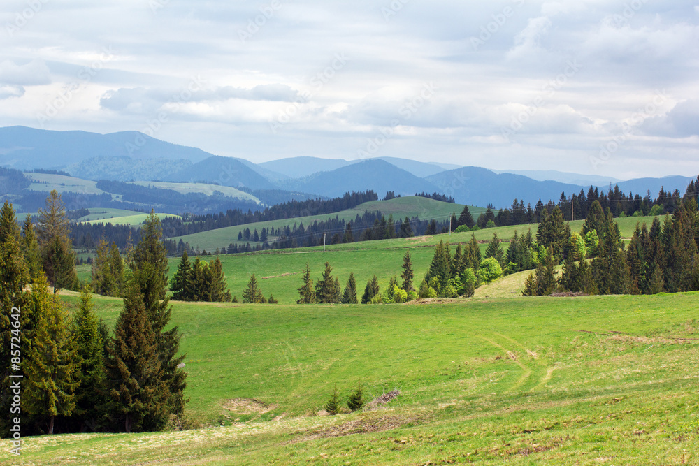 landscape of green meadows with fir-trees and mountains