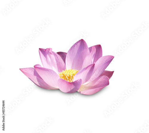 Fototapeta Naklejka Na Ścianę i Meble -  Lotus buds Lotus flower