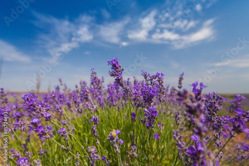 Lavender, France, Provence-Alpes-Cote d'Azur.