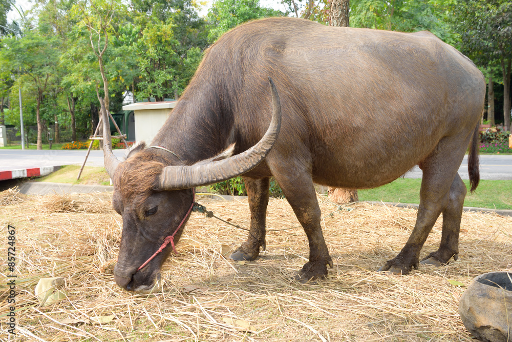 Fototapeta premium Buffalo