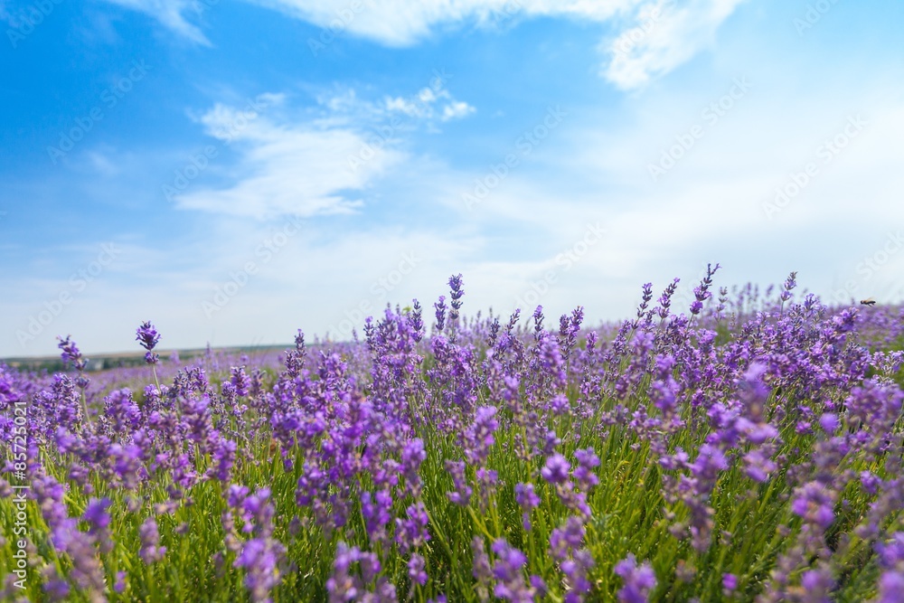 Lavender, France, Provence-Alpes-Cote d'Azur. Lavender, France, Provence-Alpes-Cote d'Azur.
