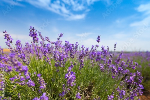 Lavender  France  Provence-Alpes-Cote d Azur.