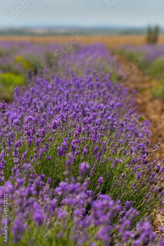 Lavender, Field, Herb.