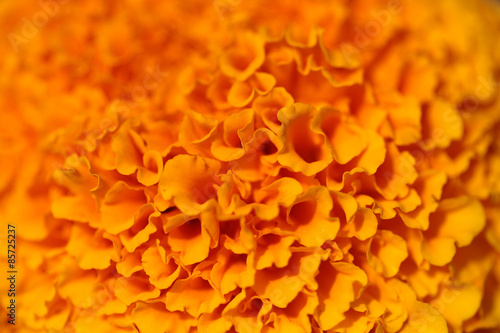 Coloured orange flower