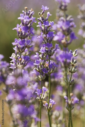 Lavender, Flower, Field.