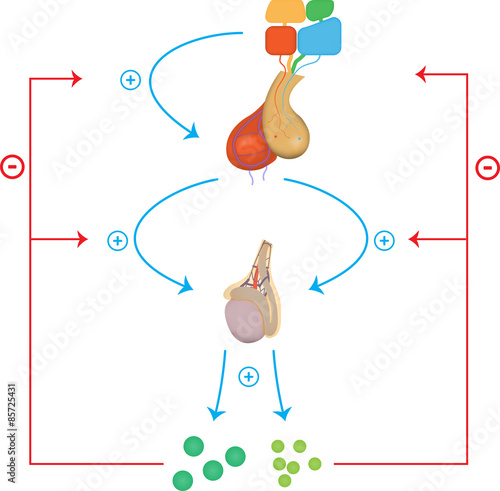 Male Hypothalamic Pituitary Gonadal Axis