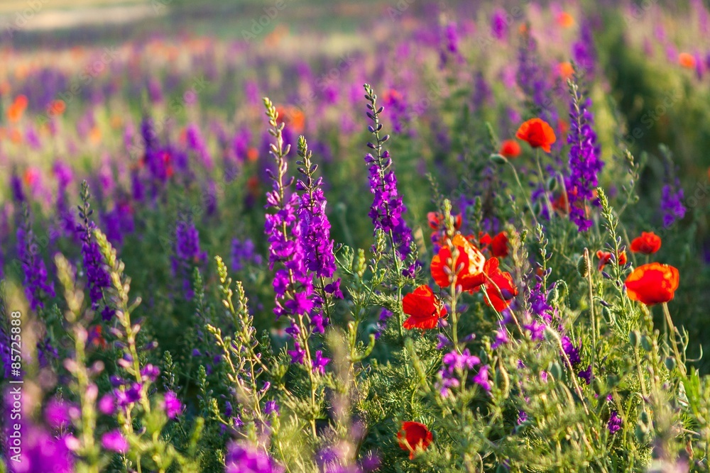 Fototapeta premium Field, Meadow, Flower.