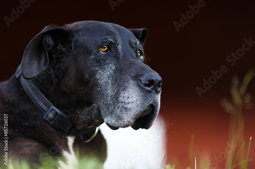 Portrait of old dog