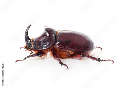 European rhinoceros beetle, Oryctes nasicornis, macro profile on © Mushy