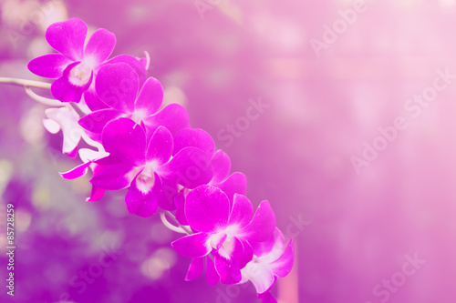 beautiful orchid background