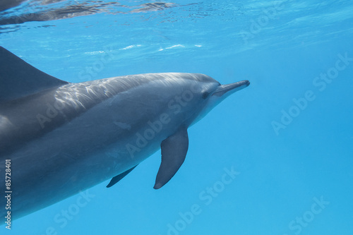 single dolphin in tropical sea  underwater