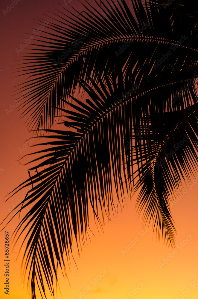 Coconut leaf silhouette with sunset sky background Coconut leaf silhouette with sunset sky background