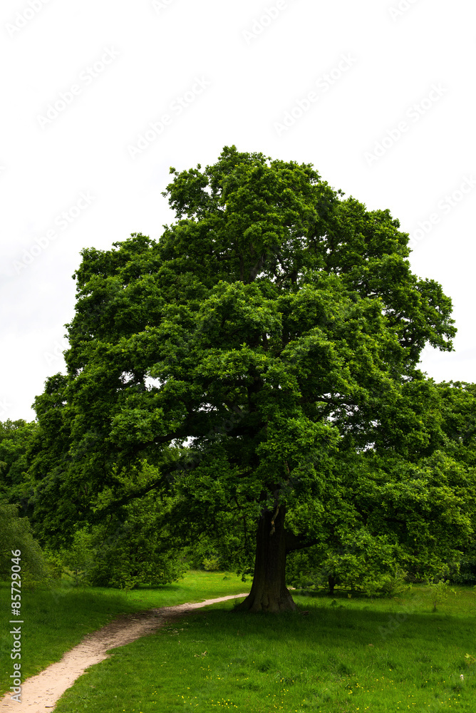 Big Green Oak Tree in the Park