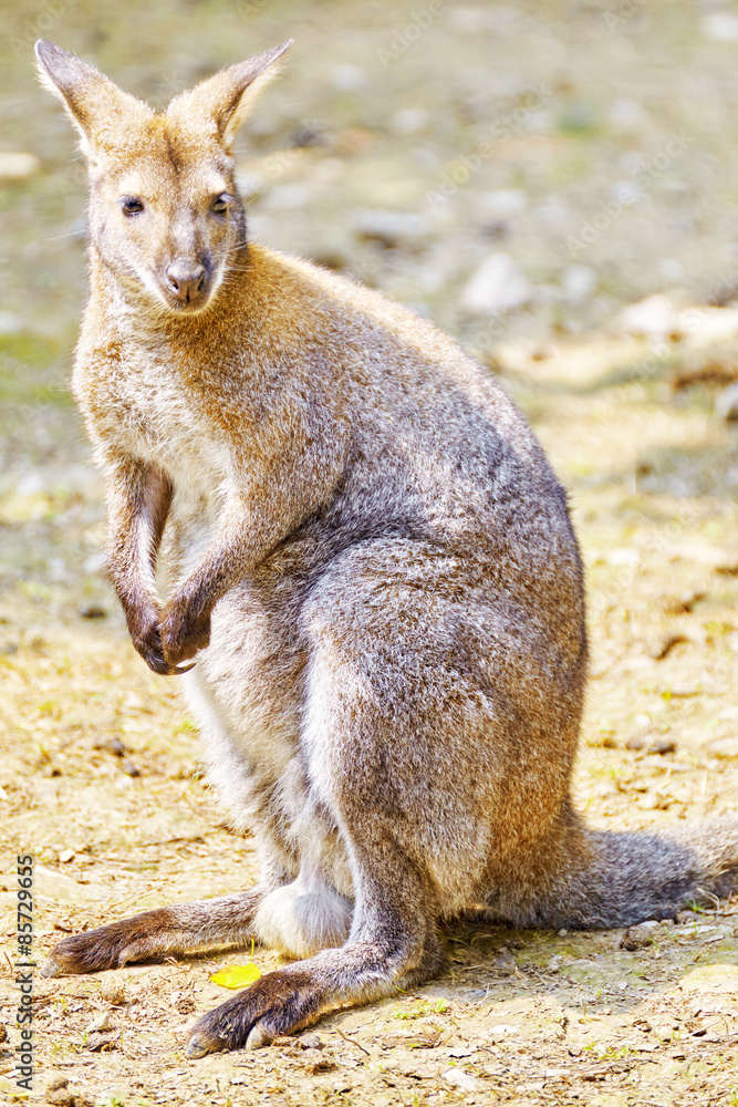 Cute Kangaroo. Cute Kangaroo.